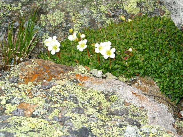 Diapensia on rocks.JPG